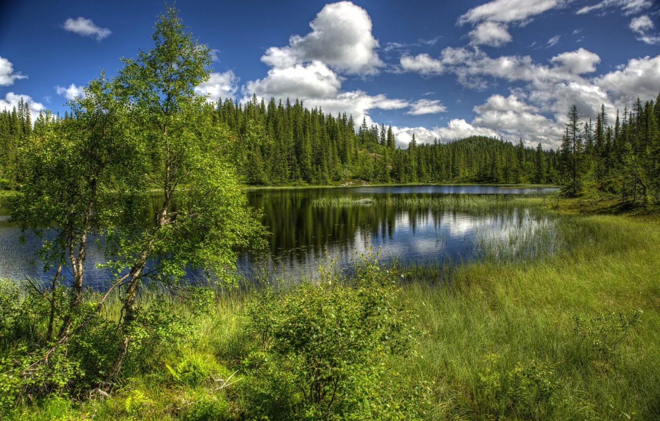 Photo wallpaper grass, water, landscape, nature