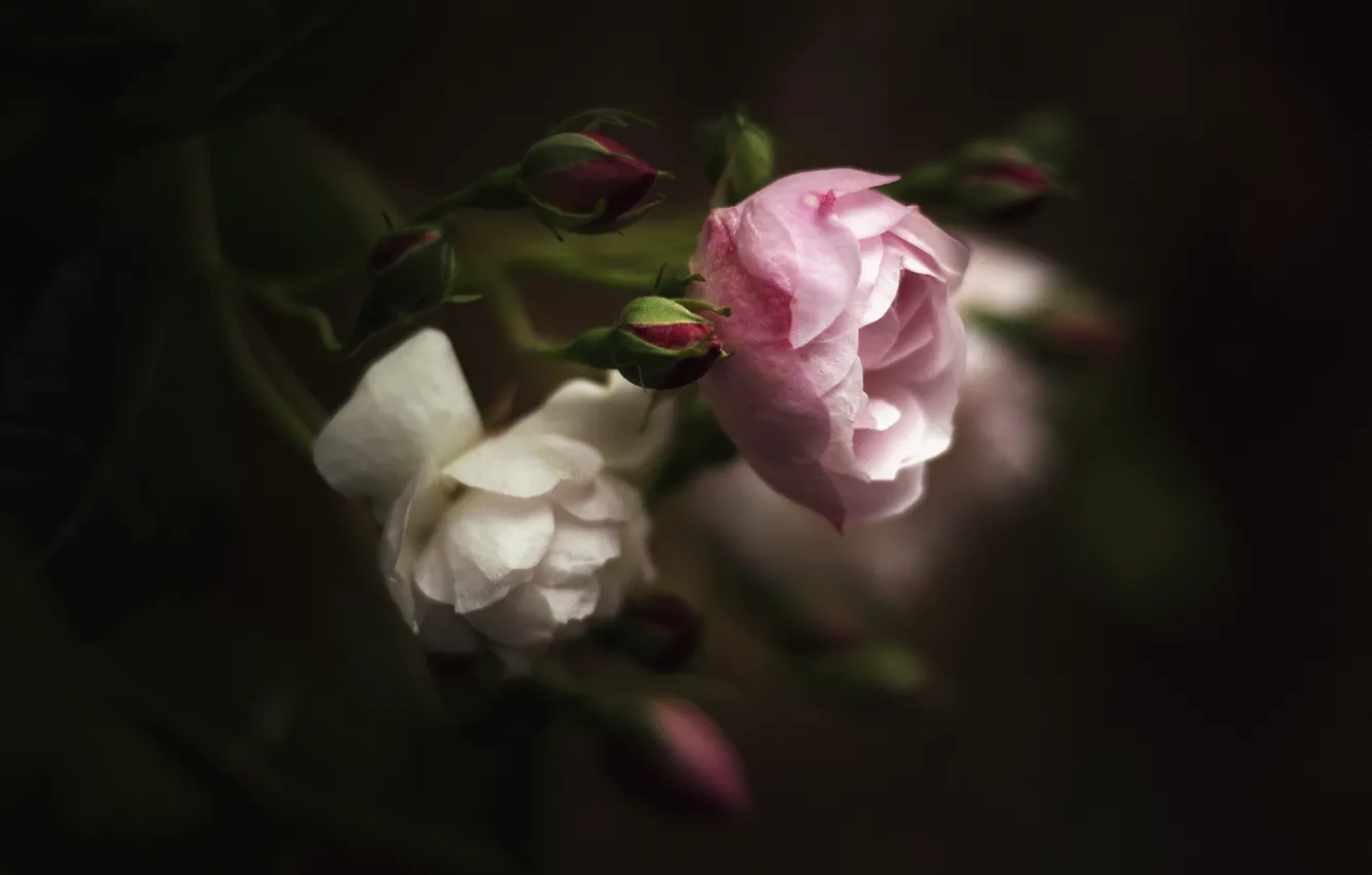 Photo wallpaper leaves, flowers, the dark background, roses, blur, pink, white, buds
