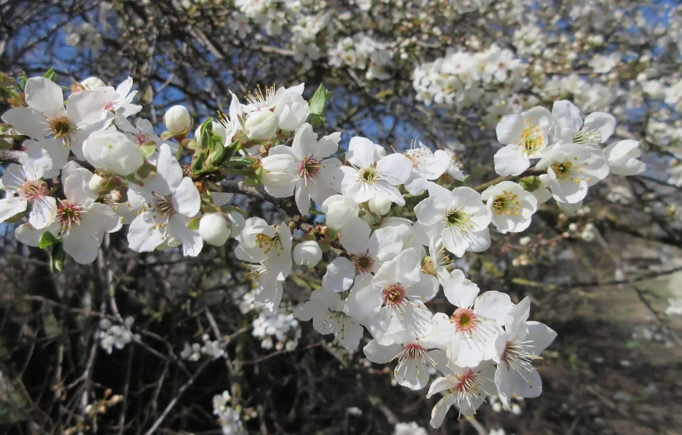 Photo wallpaper flowers, flowering tree, white flowers, spring 2018, mamala ©