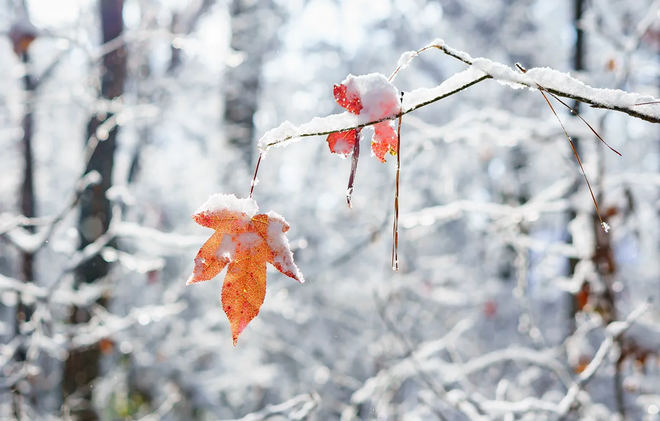 Photo wallpaper winter, snow, leaf