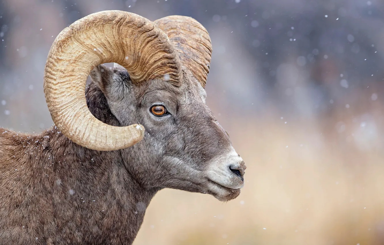 Photo wallpaper face, horns, RAM, animal