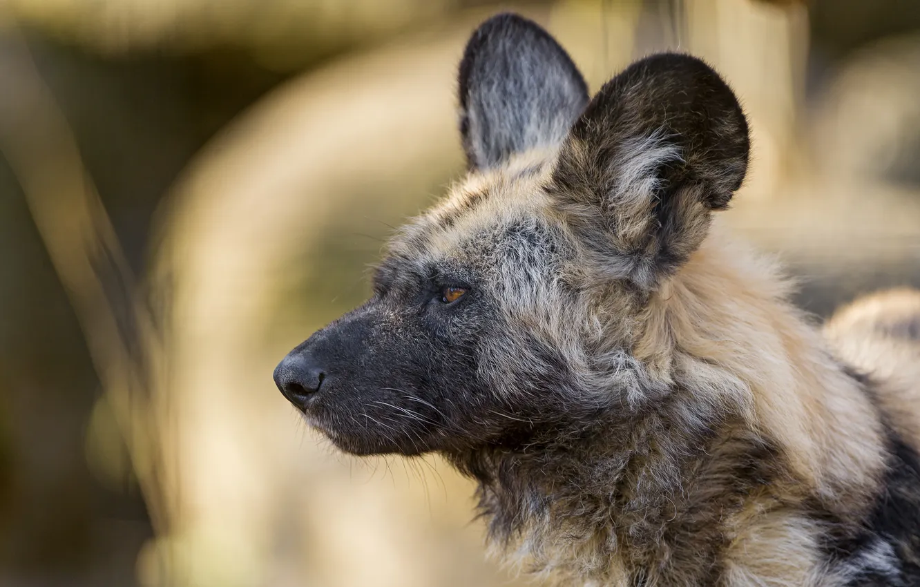 Photo wallpaper look, dog, predator, ©Tambako The Jaguar, Wild