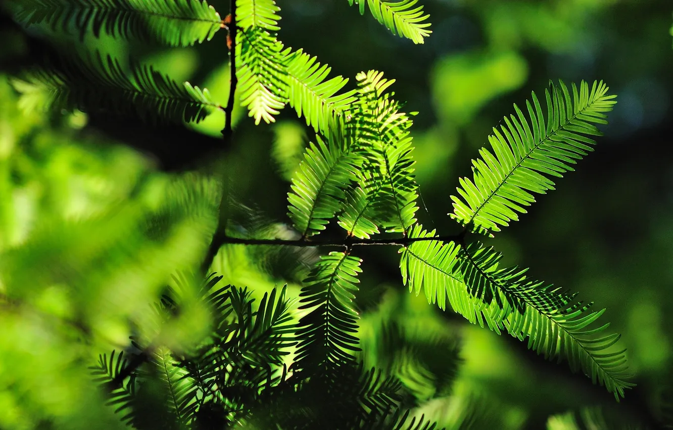 Photo wallpaper FOREST, GREENS, LEAVES, MACRO, BRANCHES