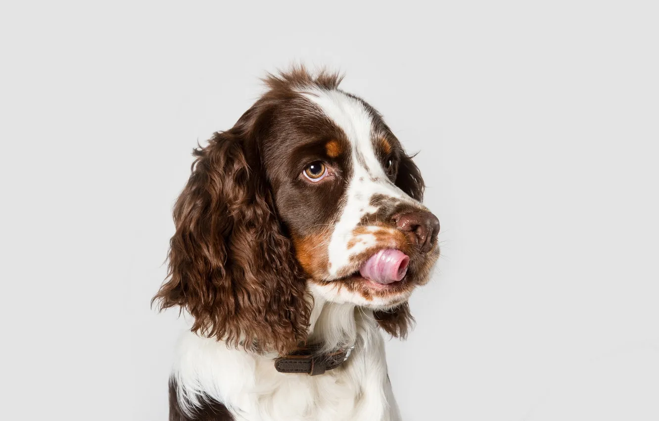 Photo wallpaper look, each, dog, Spaniel