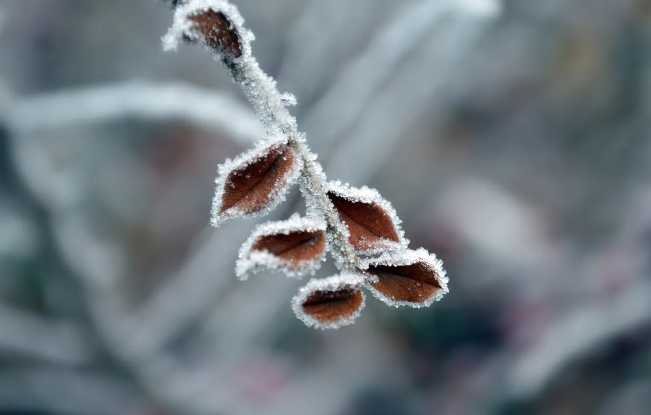 Photo wallpaper cold, winter, frost, leaves, snow