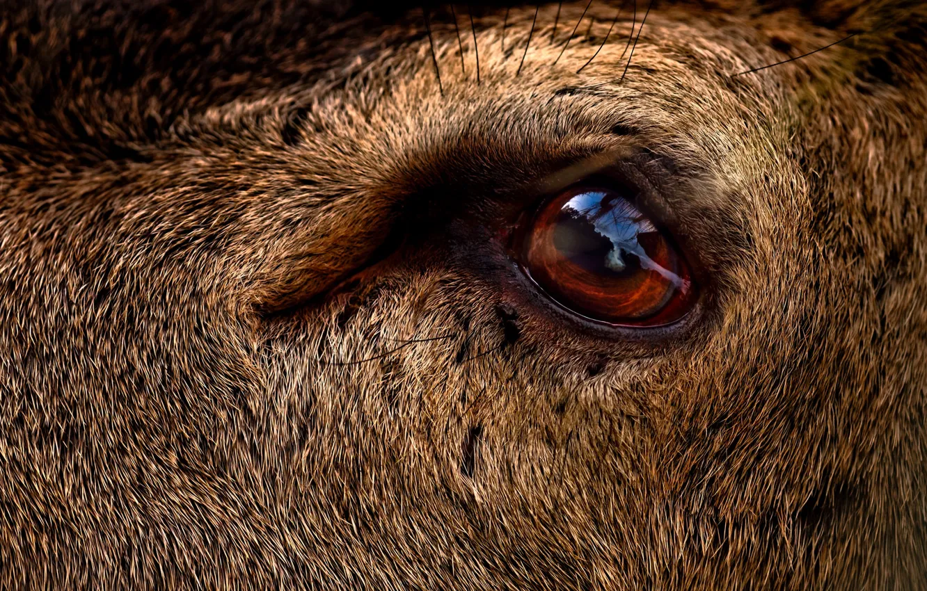 Photo wallpaper eye, deer, close up