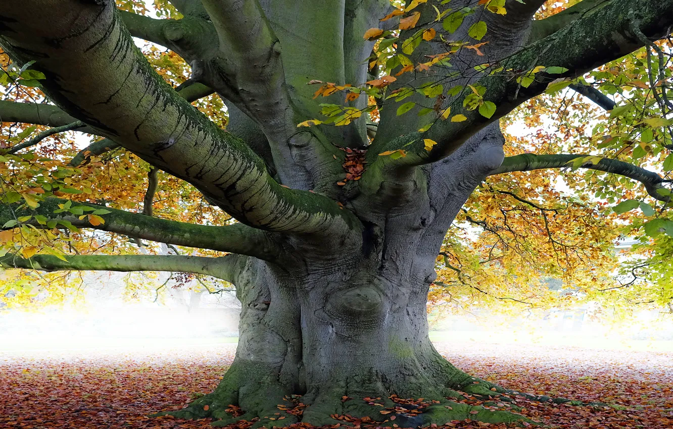 Photo wallpaper leaves, trees, branches, nature, trunk