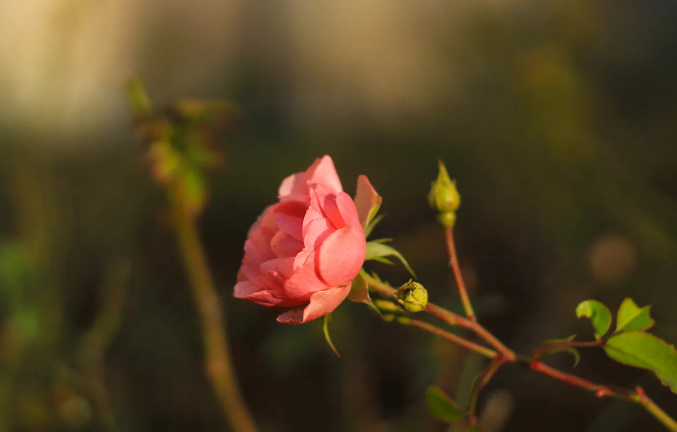 Photo wallpaper rose, flower, pink