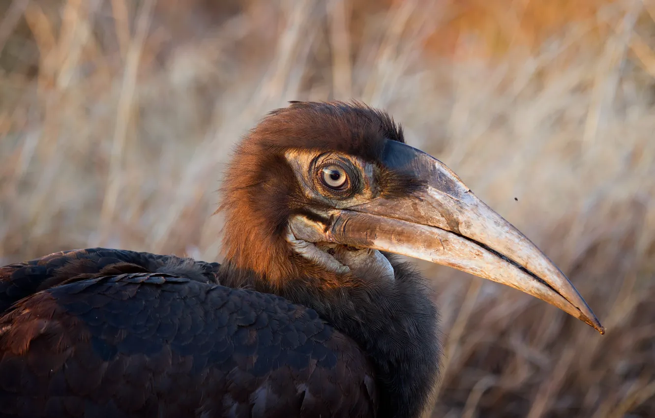 Photo wallpaper nature, bird, Juvenile Ground Hornbill