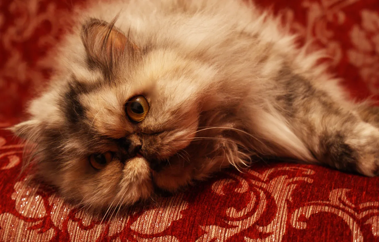 Photo wallpaper cat, sofa, Persian cat