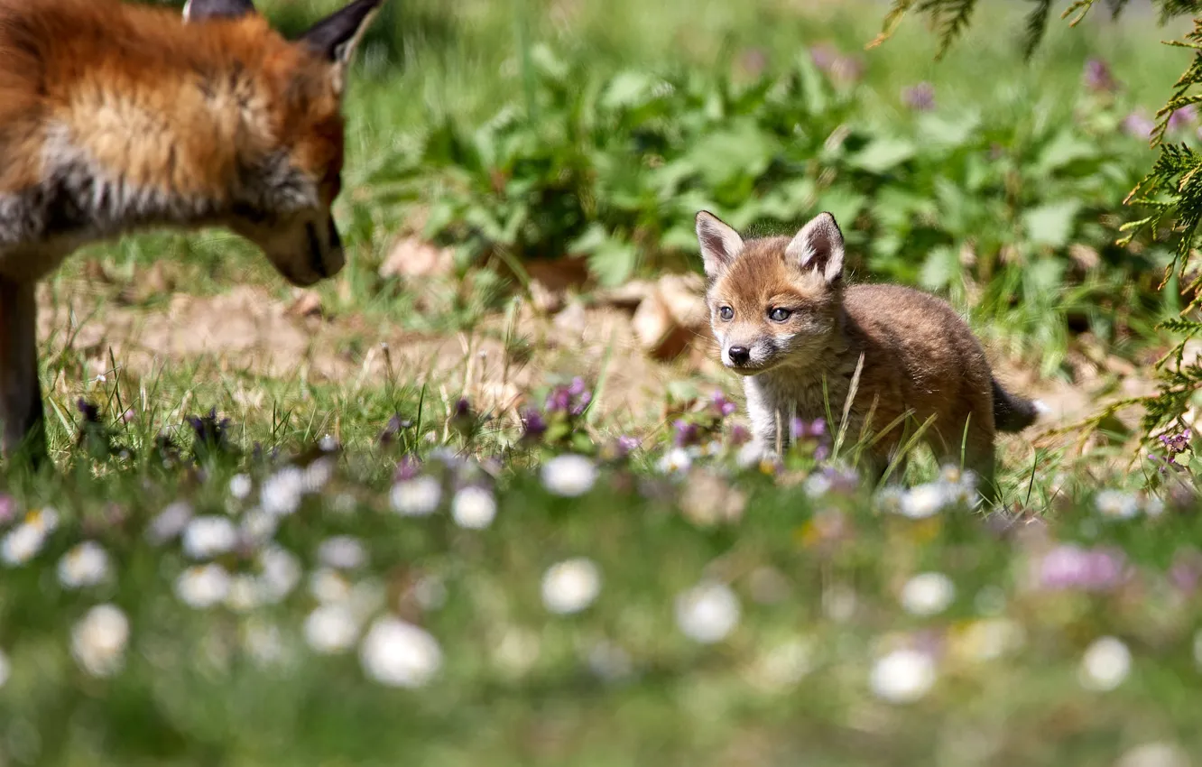 Photo wallpaper Fox, Fox, flowers, light, baby, glade, bokeh, grass