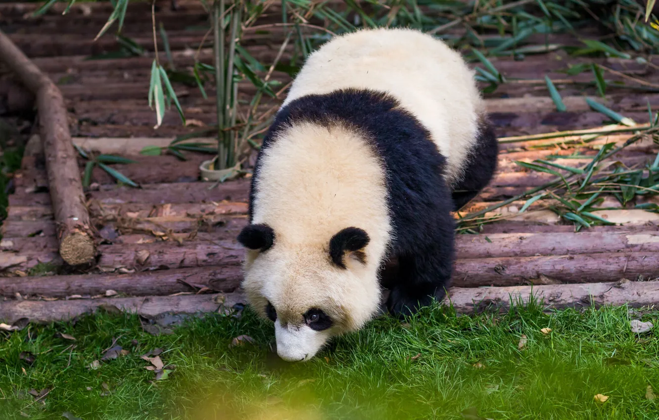 Photo wallpaper grass, pose, bamboo, baby, bear, Panda, bear, face