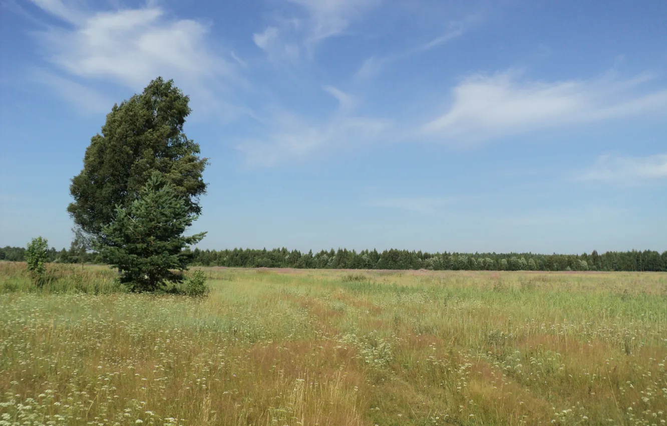 Photo wallpaper field, forest, summer, the sky, clouds, trees