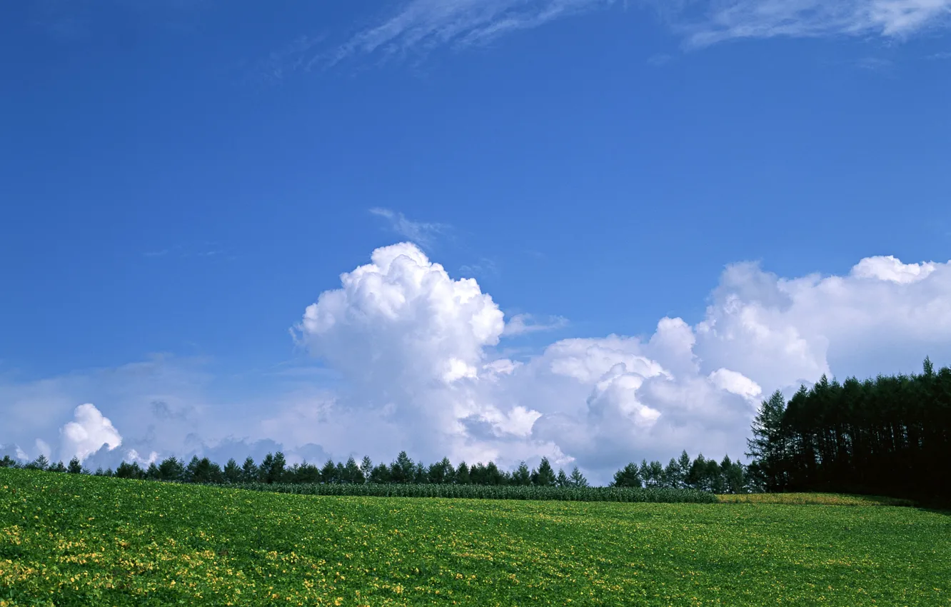 Photo wallpaper forest, the sky, grass, clouds