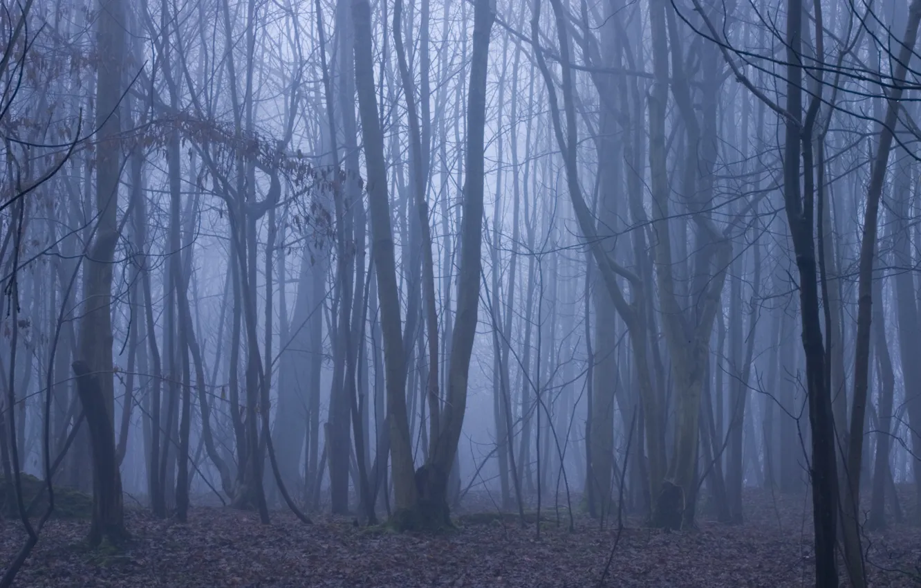 Photo wallpaper winter, forest, trees, nature, fog, twilight, England, Brighton