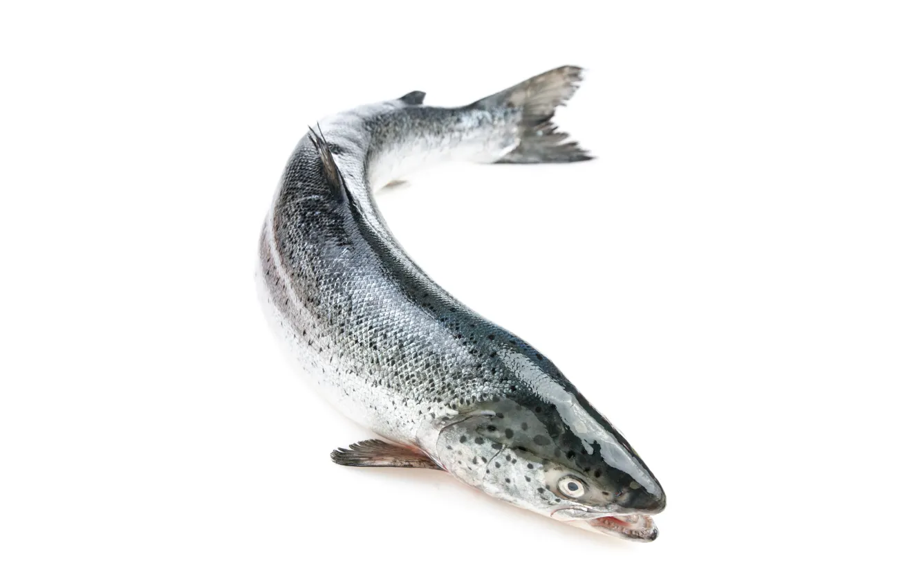 Photo wallpaper fish, head, whole salmon