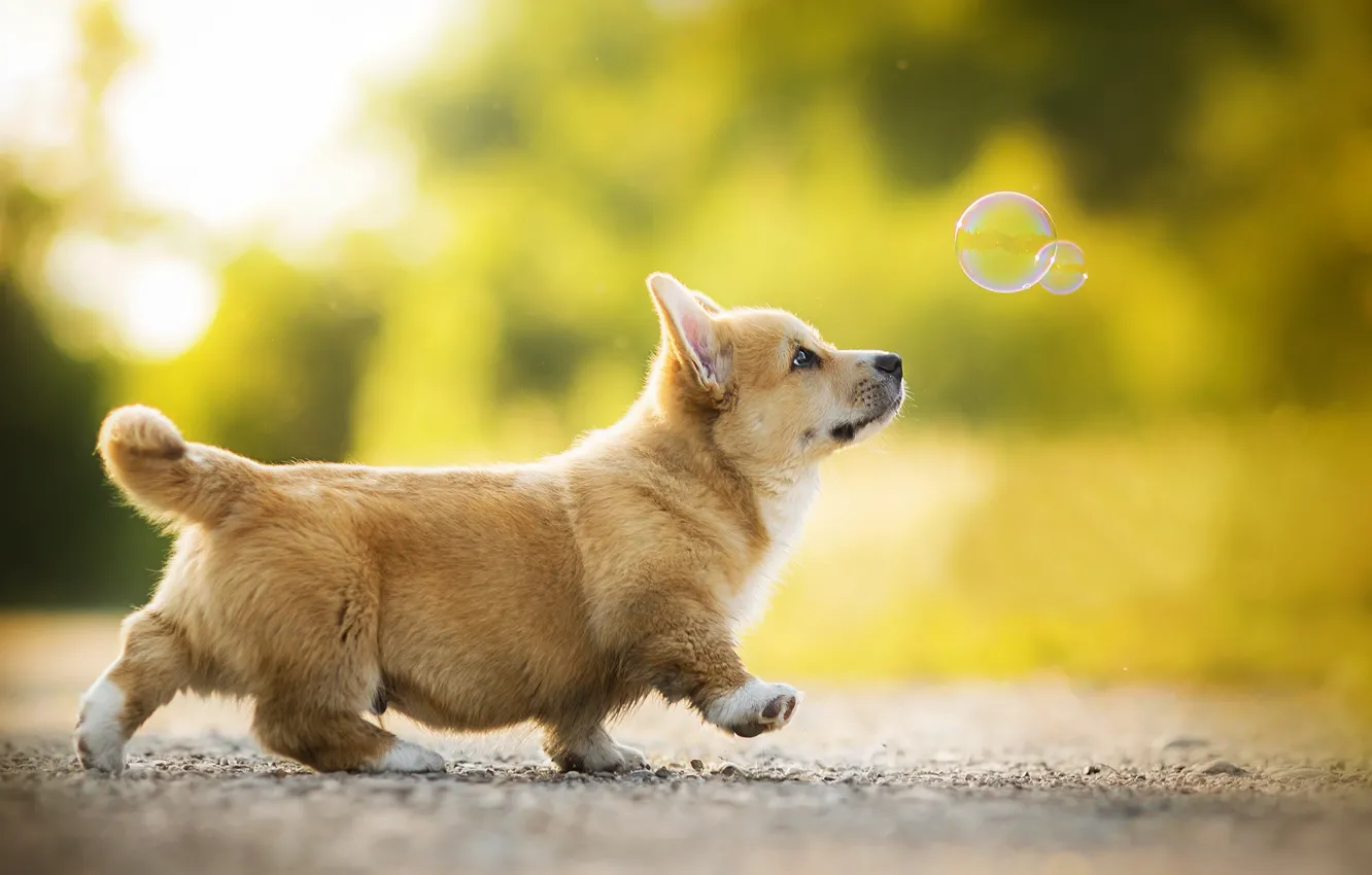 Photo wallpaper puppy, dog, bokeh, bubble, Kappa, Welsh Corgi