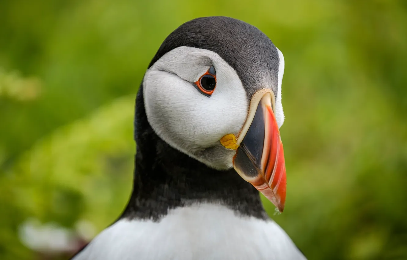 Photo wallpaper look, bird, portrait, beak, stalled, green background, Atlantic puffin