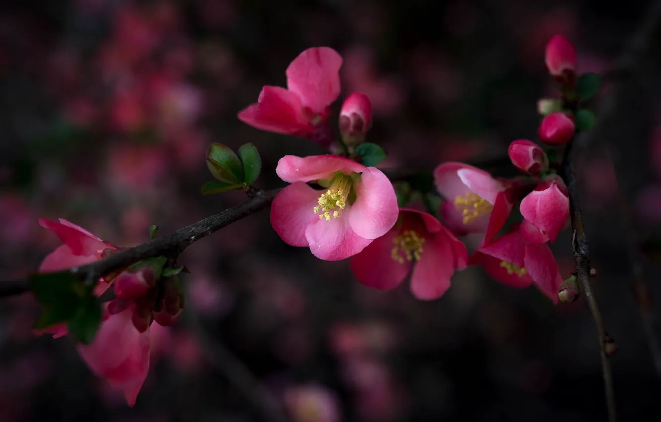 Photo wallpaper flowers, the dark background, branch, spring, pink, flowering, quince