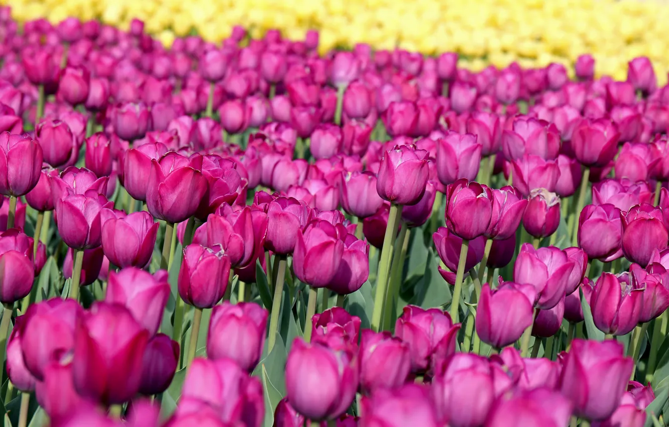 Photo wallpaper field, flowers, glade, tulips, a lot, lilac