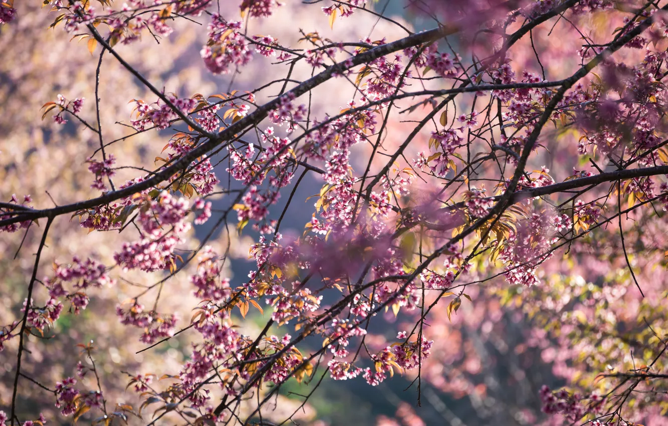 Photo wallpaper the sky, branches, spring, Sakura, flowering, pink, blossom, sakura