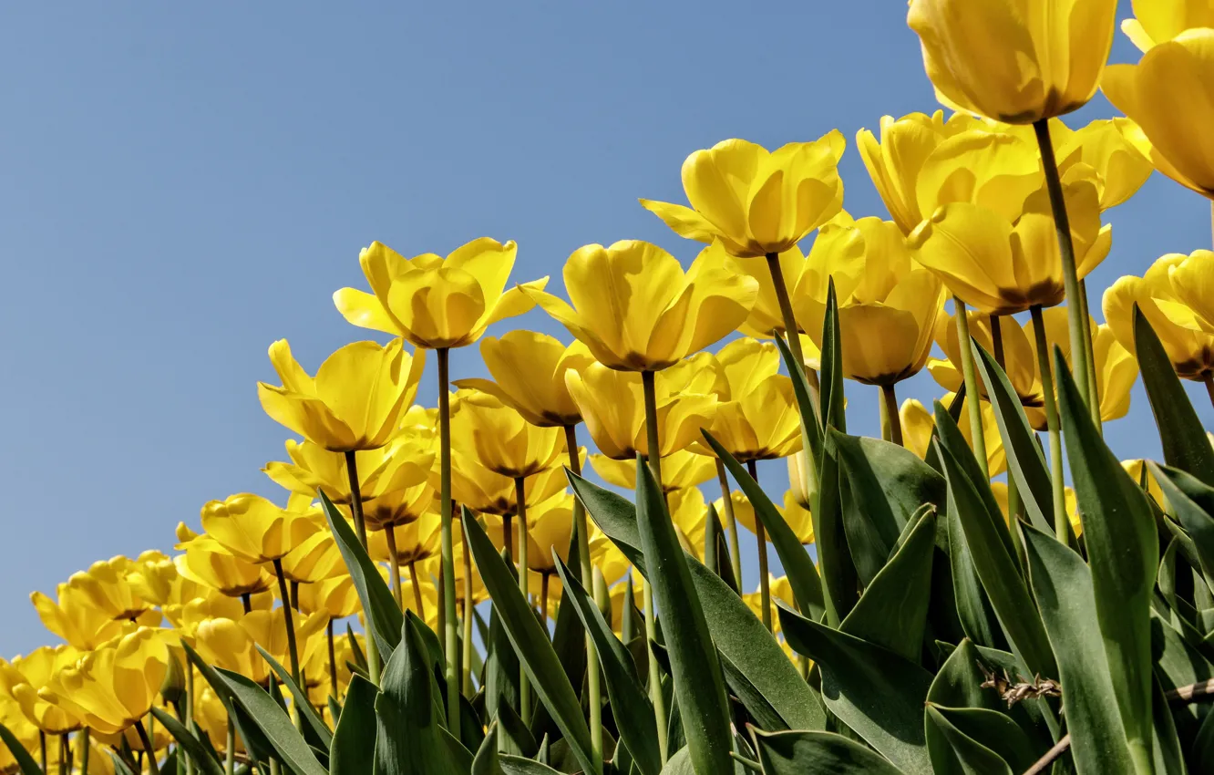 Photo wallpaper the sky, petals, tulips, buds, a lot, plantation, yellow tulips