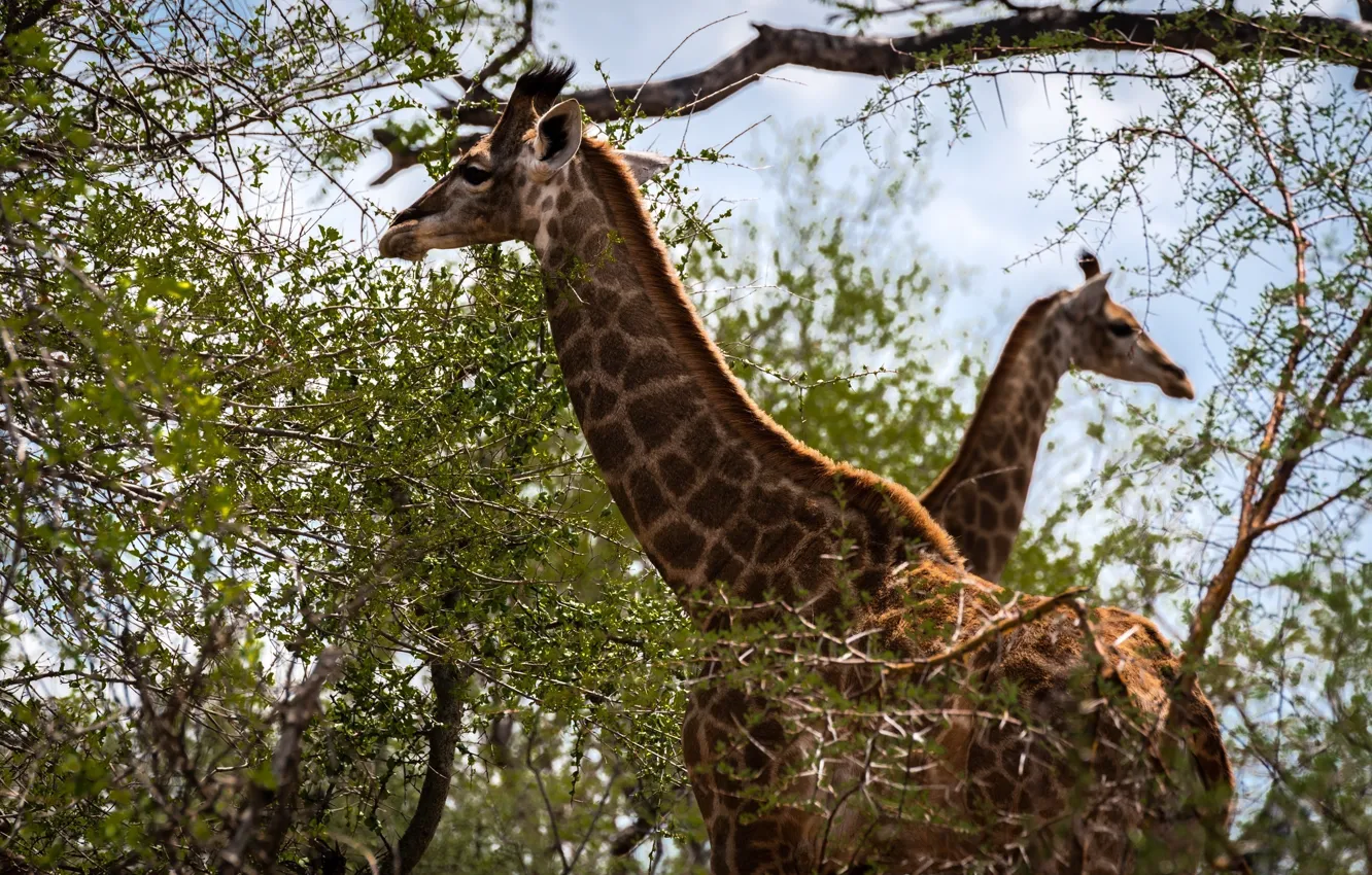 Photo wallpaper giraffes, color, two, neck