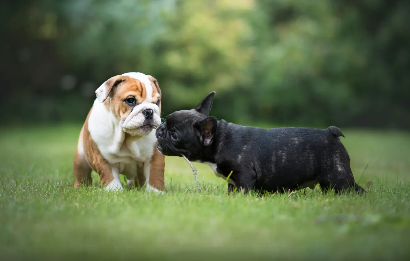 Photo wallpaper grass, puppies, French bulldog, English bulldog, the bulldogs