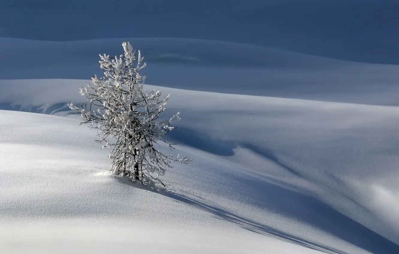 Photo wallpaper winter, snow, nature, tree