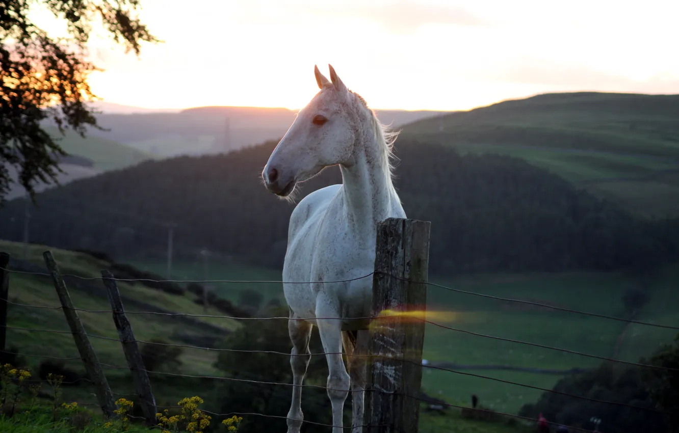 Photo wallpaper sunset, horse, the fence, beauty