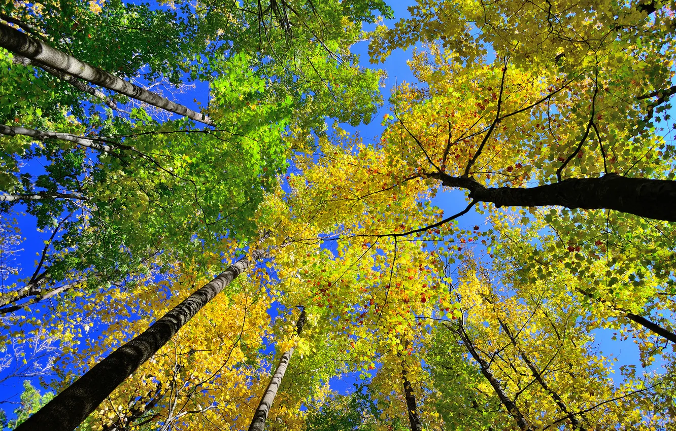 Photo wallpaper autumn, the sky, leaves, trees, trunk, crown