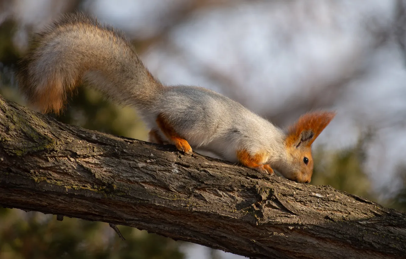Photo wallpaper protein, rodent, closeup