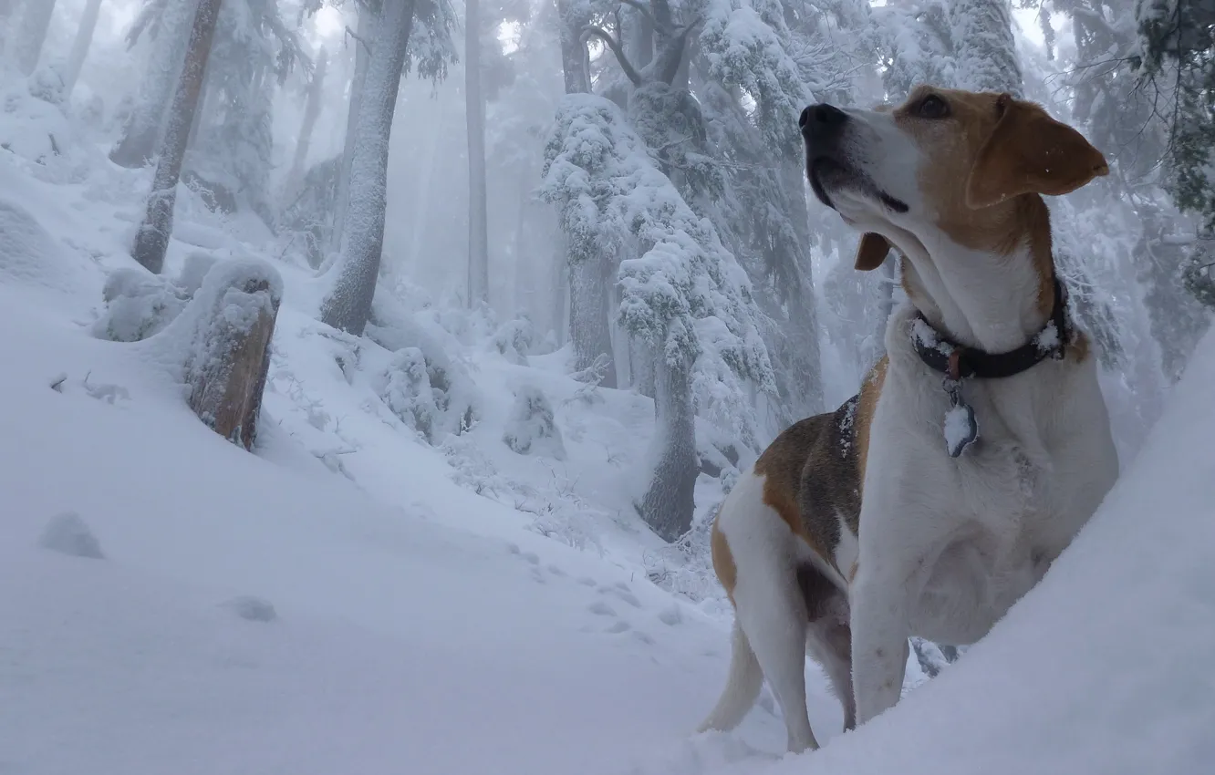 Photo wallpaper winter, forest, snow, dog, the snow, Beagle