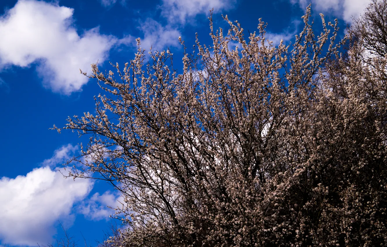 Photo wallpaper sunshine, sky, Germany, view, clouds, tree, spring, Stuttgart
