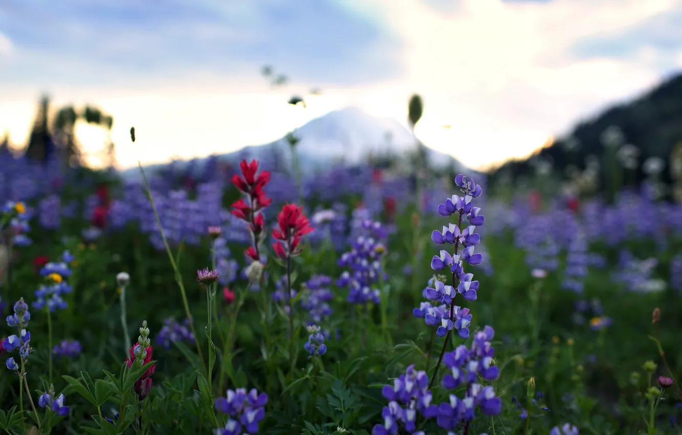 Photo wallpaper macro, flowers, nature