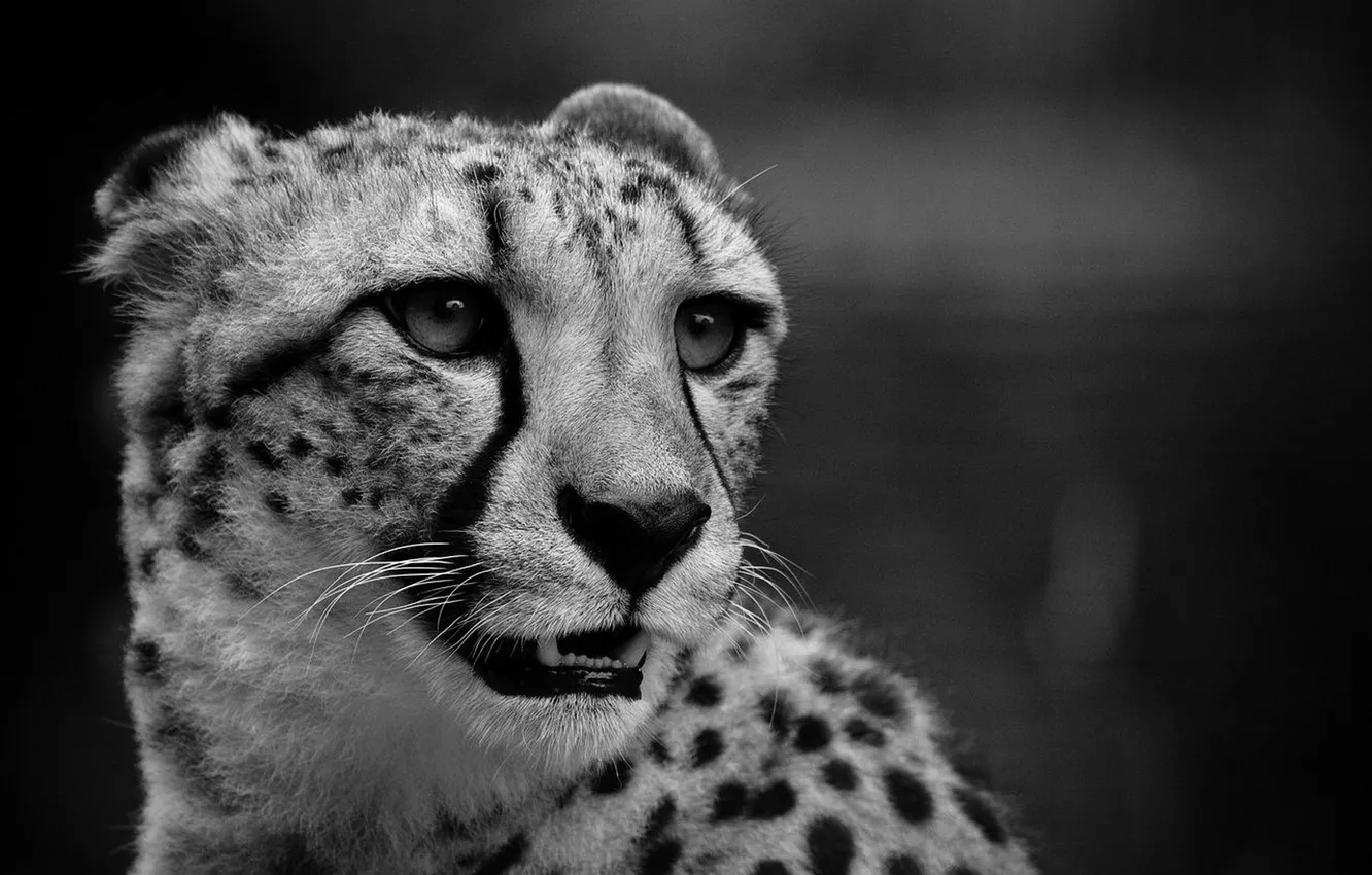 Photo wallpaper cat, black and white, Cheetah