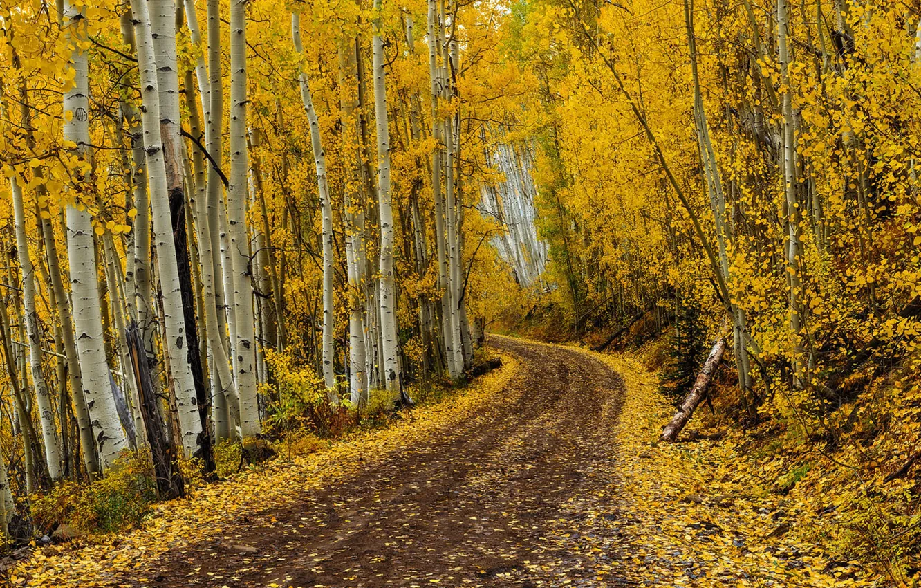 Photo wallpaper road, autumn, leaves, autumn colors, fall, foliage, fall colors, golden road
