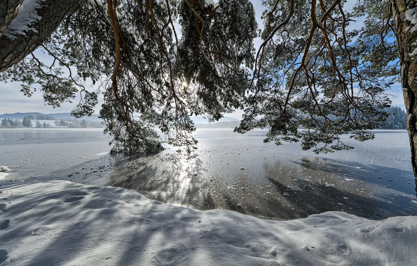 Photo wallpaper ice, winter, the sky, light, snow, trees, branches, branch