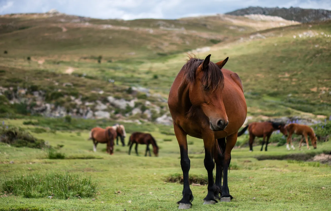 Photo wallpaper pose, look, horse, nature, chestnut, pasture, the herd, the herd