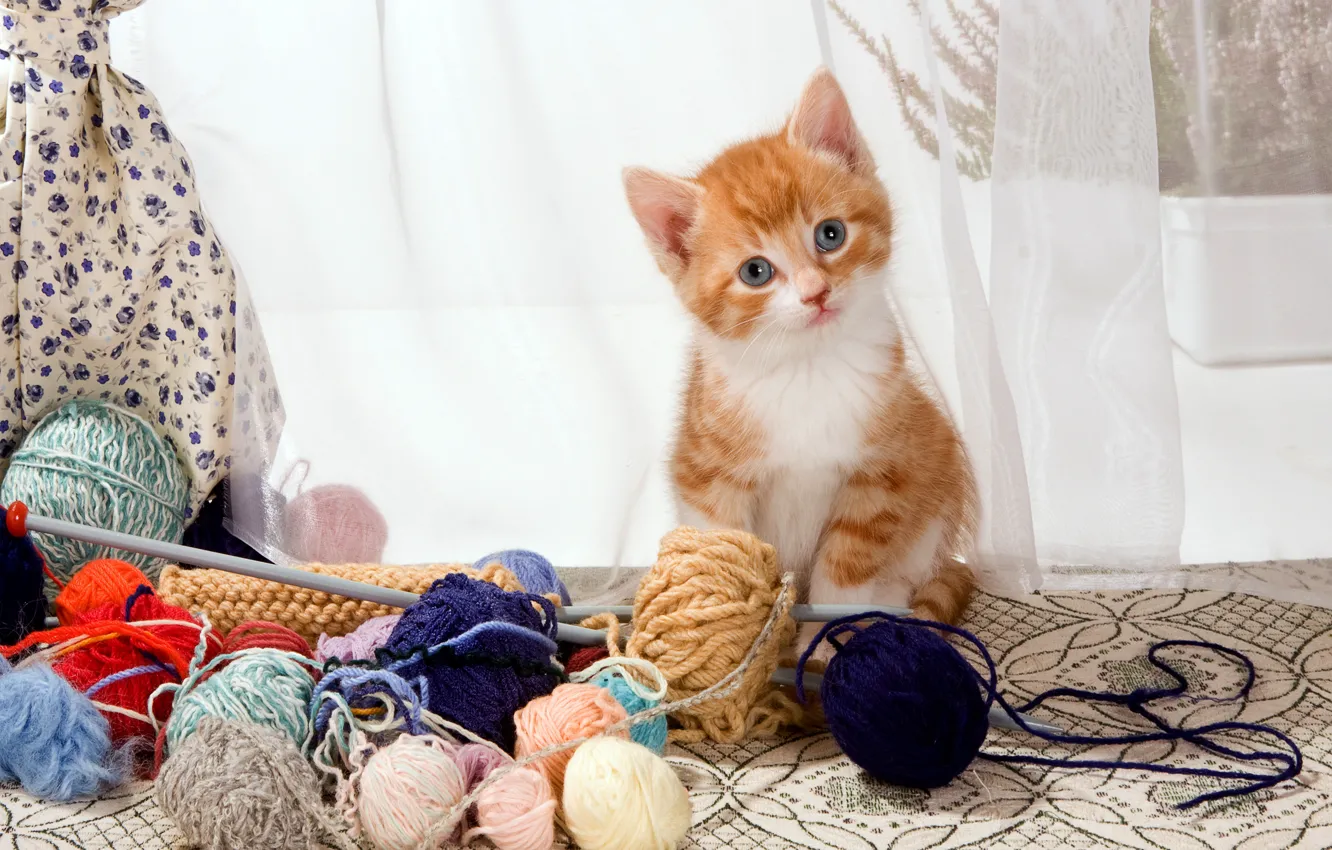 Photo wallpaper cat, look, tangle, pose, kitty, table, wool, small
