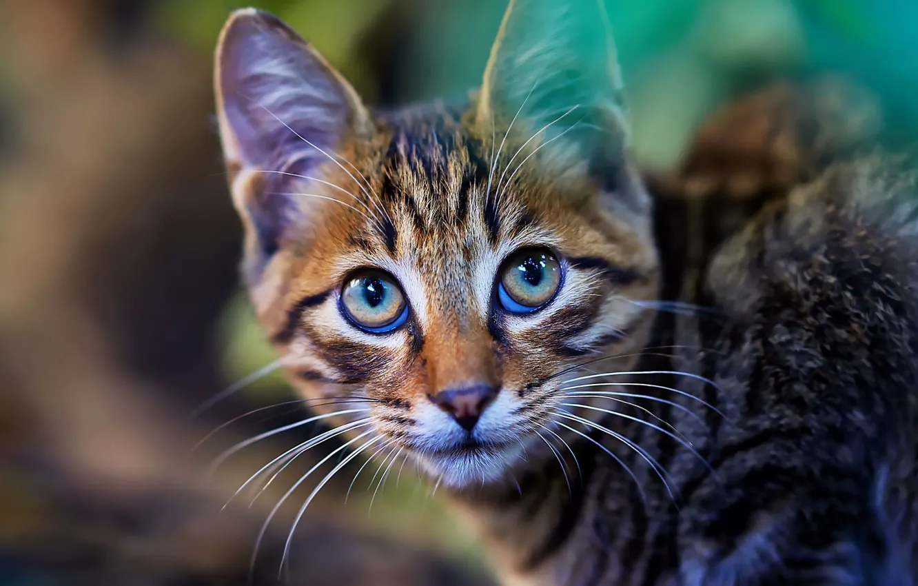 Photo wallpaper cat, eyes, cat, look, kitty, background, portrait, muzzle