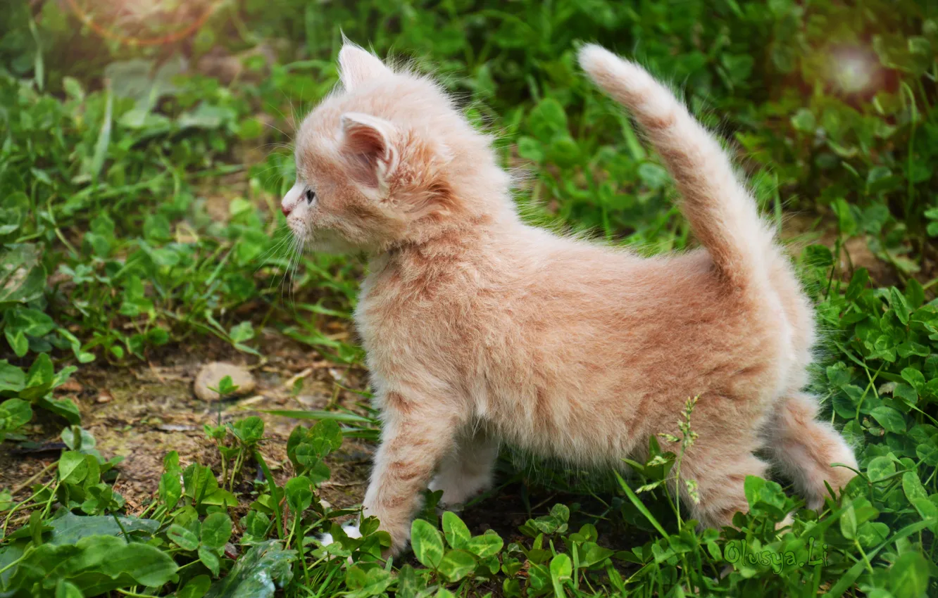 Photo wallpaper cat, pussy, red, kitty, pussy, Kote