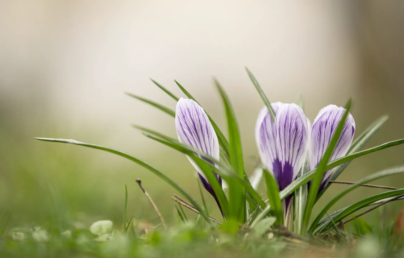 Photo wallpaper nature, spring, crocuses, clearing, flowering