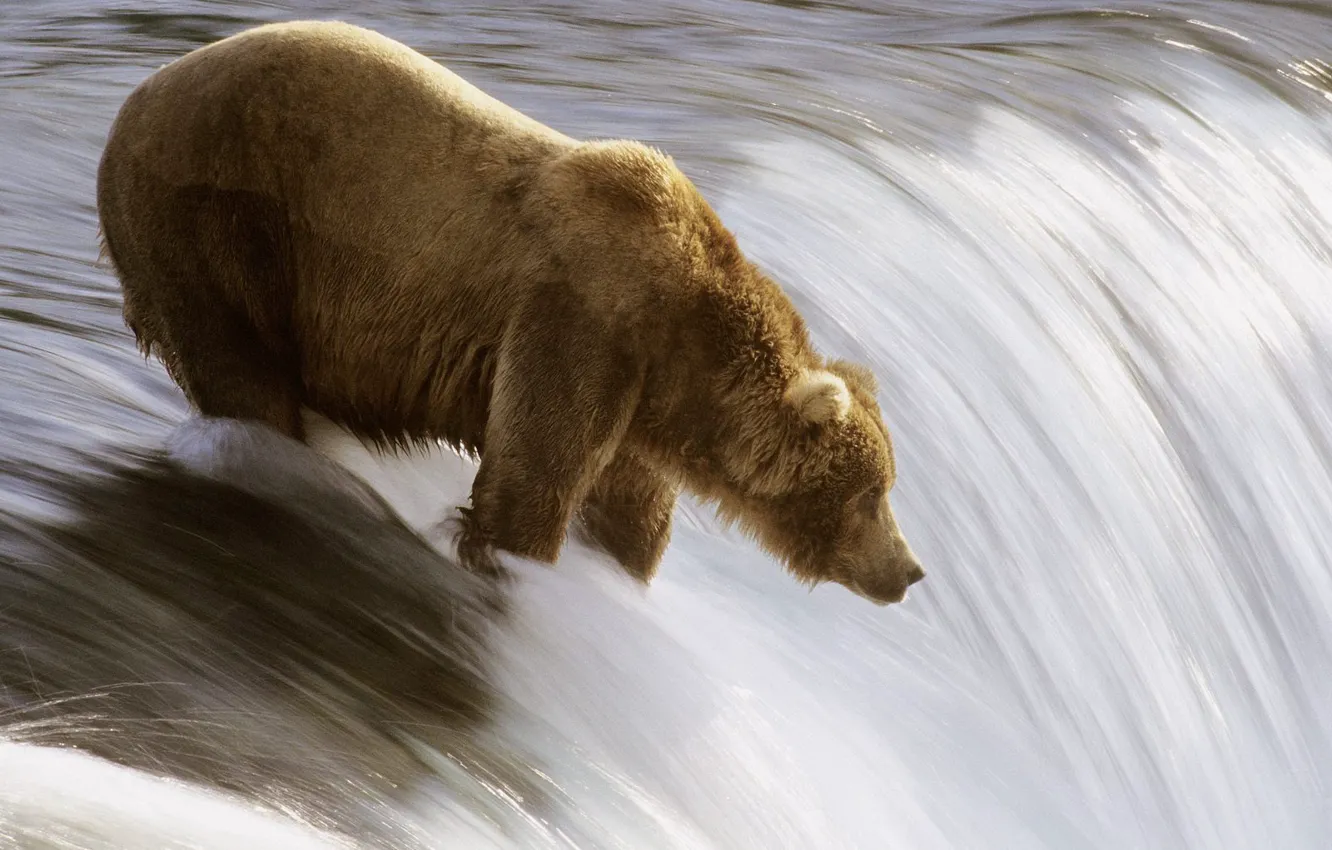Photo wallpaper river, fishing, bear