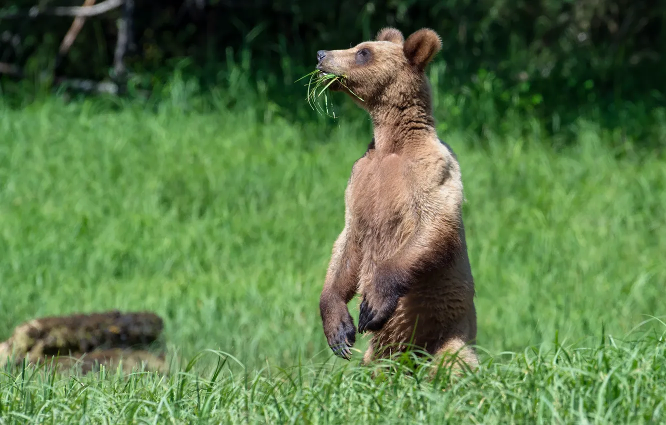 Photo wallpaper grass, bear, stand, vegetarian