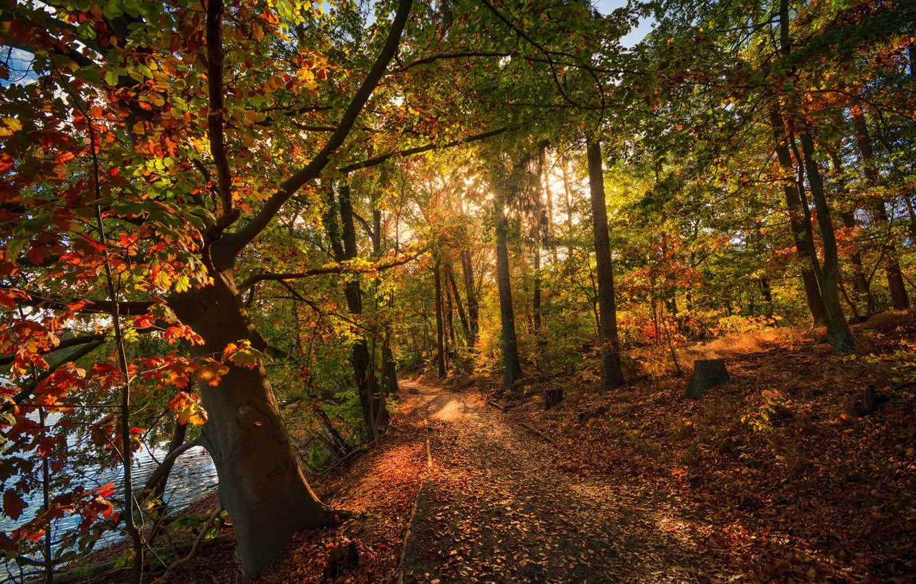 Photo wallpaper autumn, leaves, trees, Park, foliage, track, path