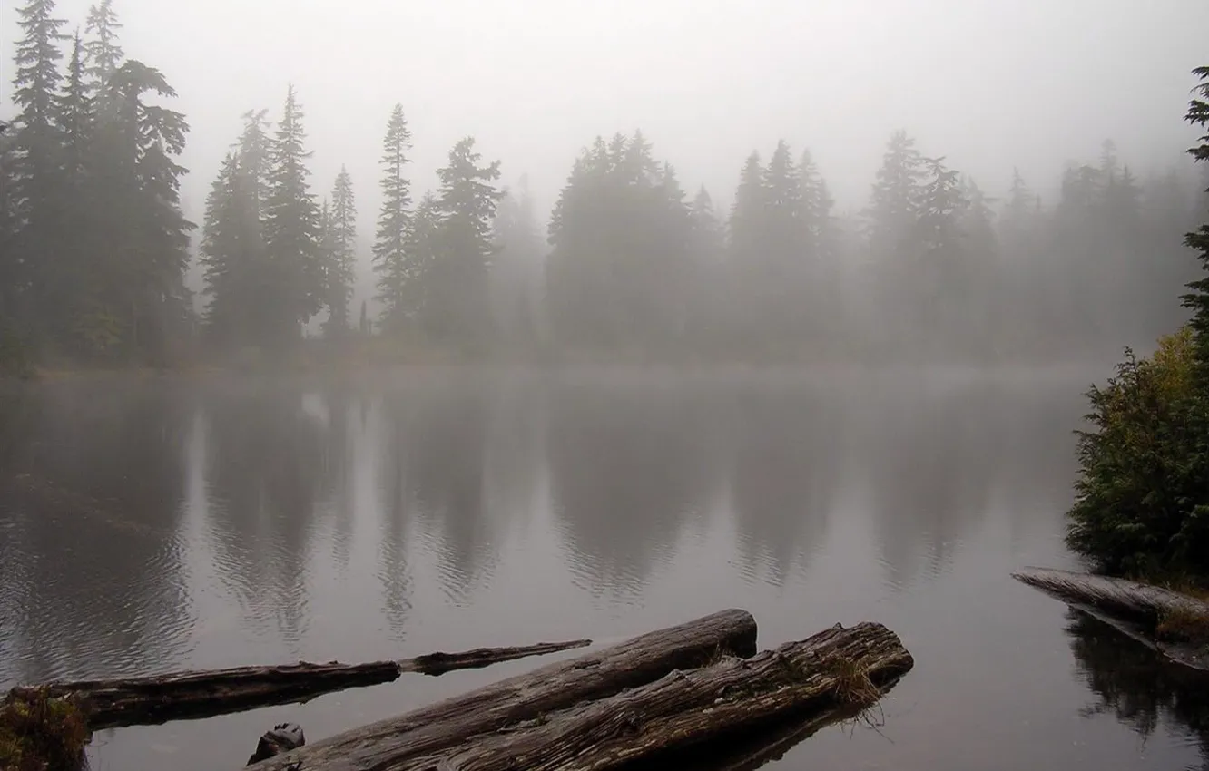 Photo wallpaper forest, water, fog, lake