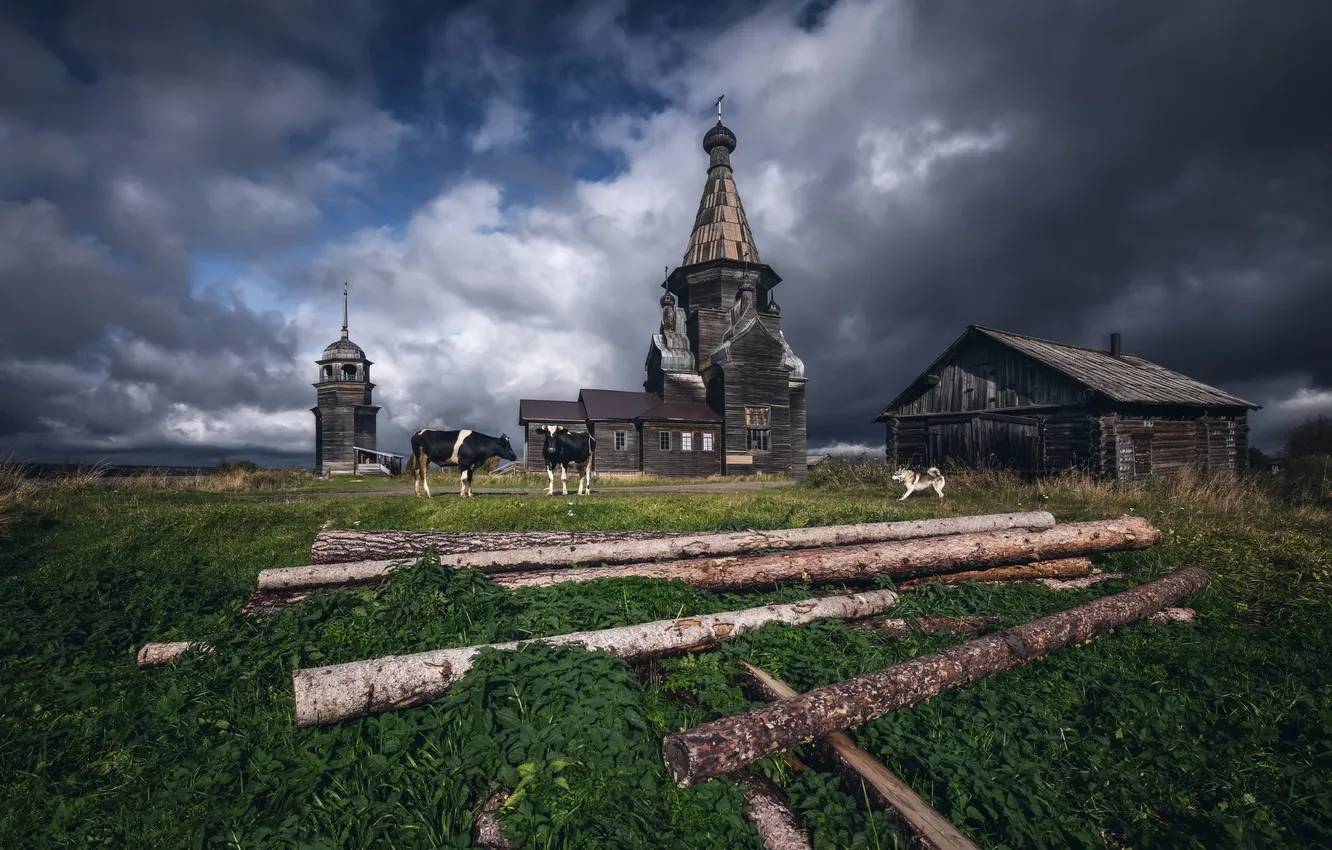 Photo wallpaper landscape, cows, Church, log, nettle