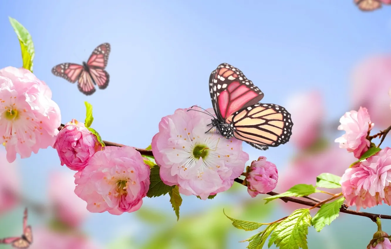 Photo wallpaper drops, flowers, nature, butterfly