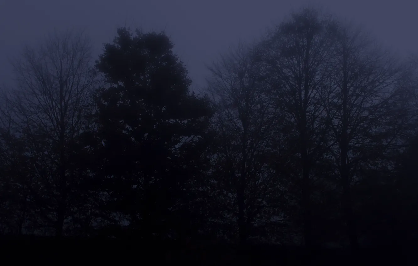 Photo wallpaper autumn, forest, trees, nature, Germany, twilight, November, Dulmen